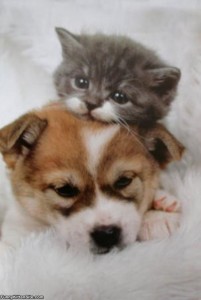 Kitten_And_Puppy